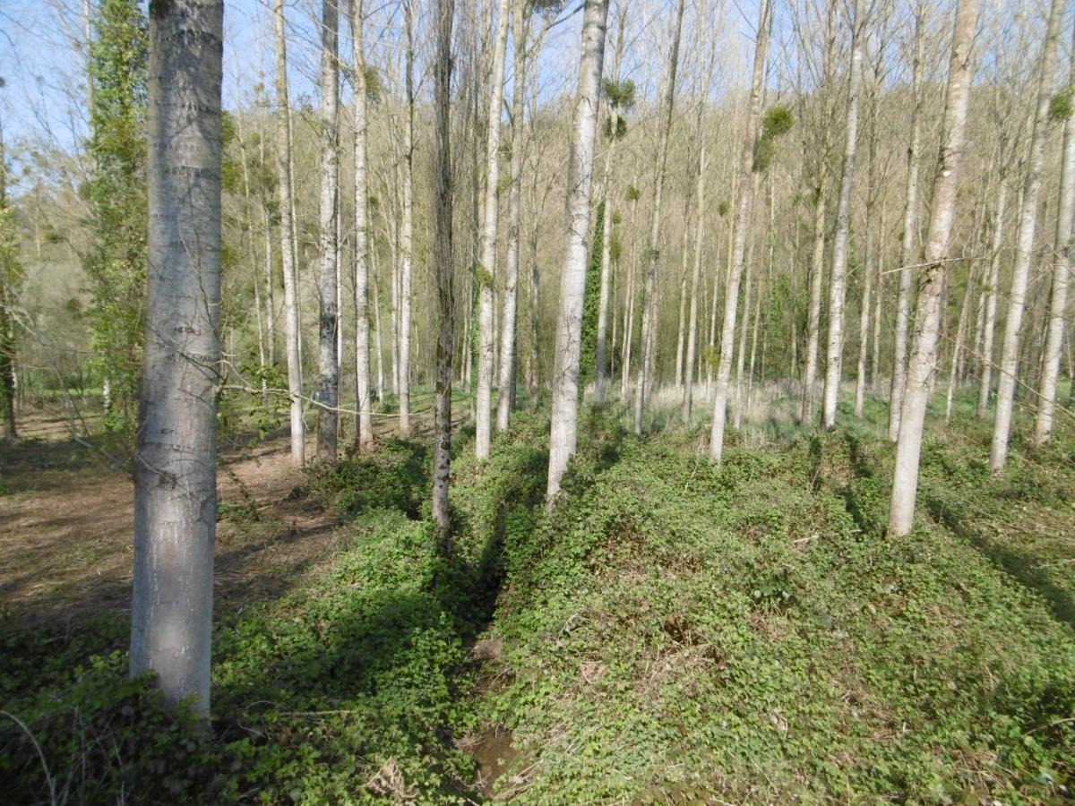 terrain en Vente à Pont-Farcy (50420)