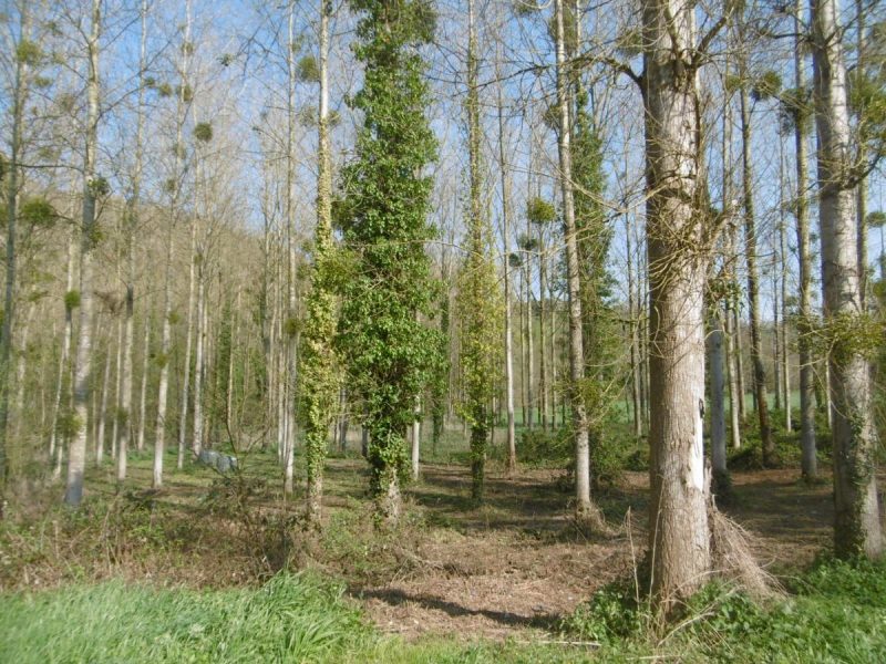 terrain en Vente à Pont-Farcy (50420)