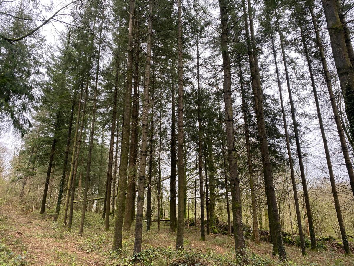 terrain en Vente à Champ-du-Boult (14380)