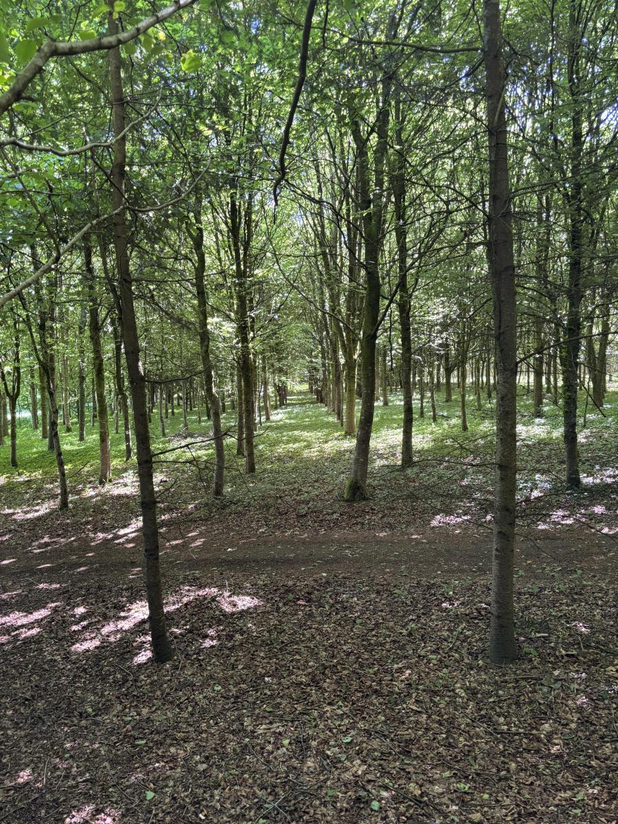terrain en Vente à Noues de Sienne (14380)