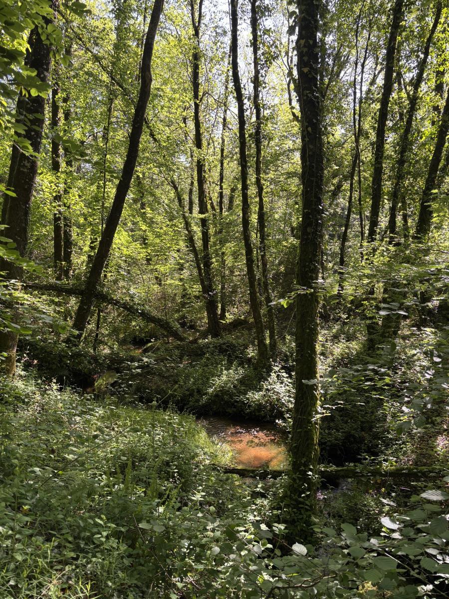 terrain en Vente à Noues de Sienne (14380)