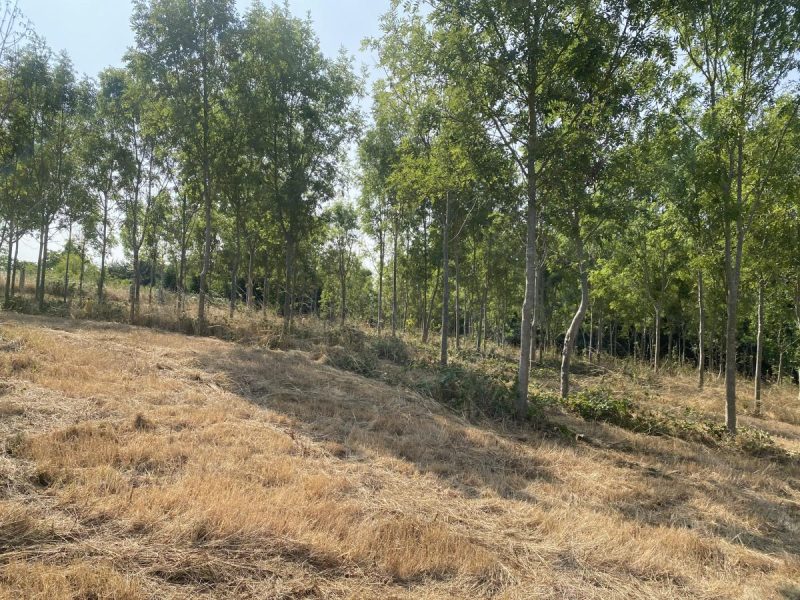 terrain en Vente à Le Mesnil-Caussois (14380)